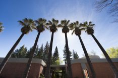 palm trees sacramento campus