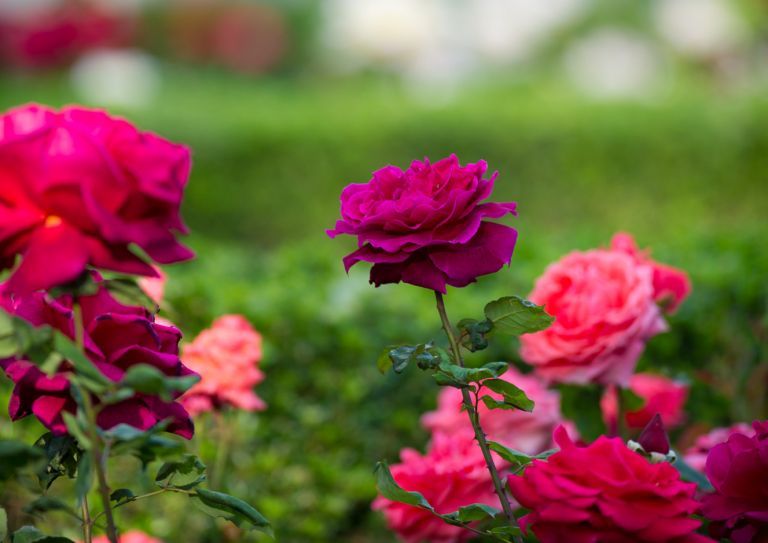 rose garden on campus