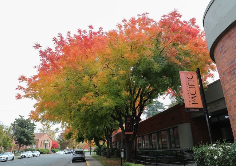 Campus, colorful trees