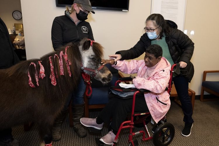 therapy pony