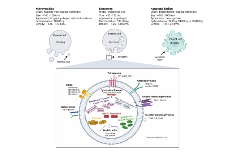 Extracellular vesicle (EV) classes, origins and characteristics.