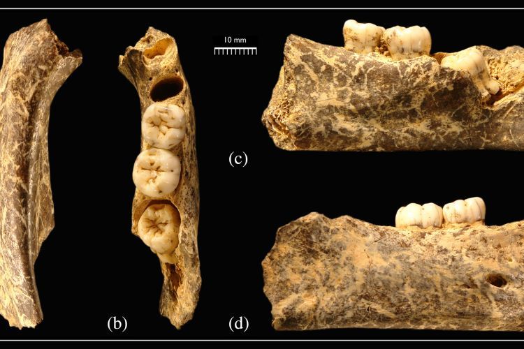 Early Neanderthal mandibular remains from Baume Moula-Guercy