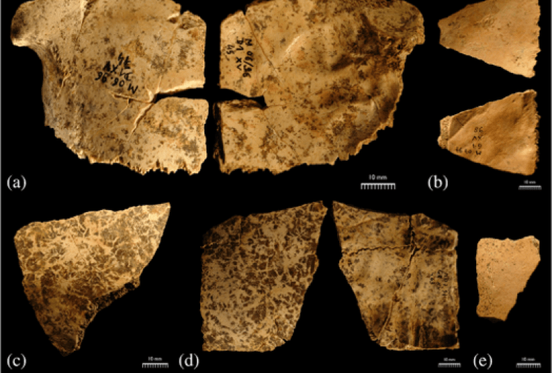 skull fragments from a site in France