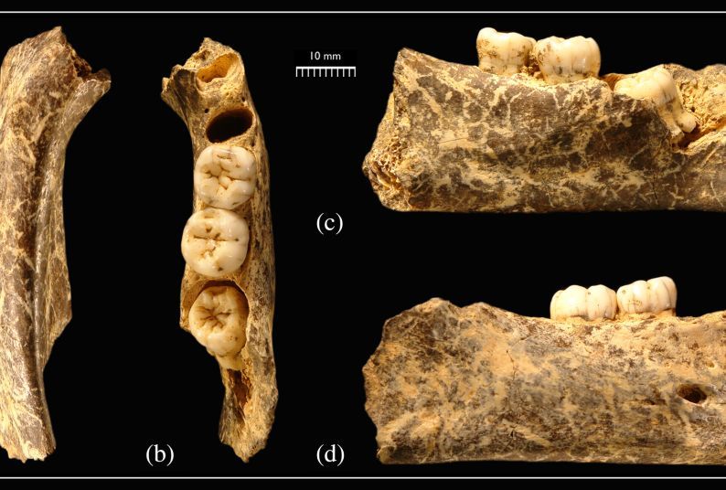 Inferior (a), superior (b), medial (c), and lateral (d) views of this adolescent Early Neanderthal mandible.