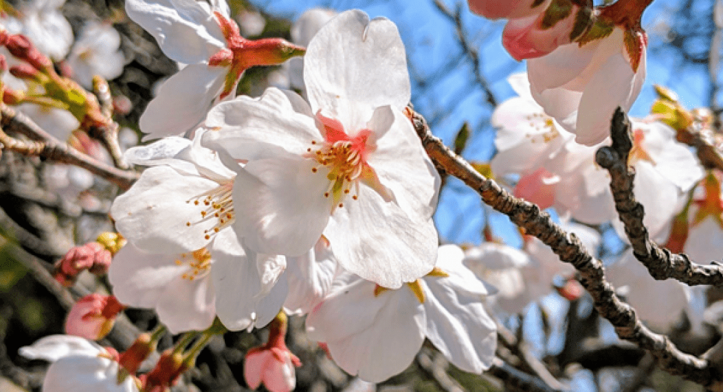 Cherry blossoms