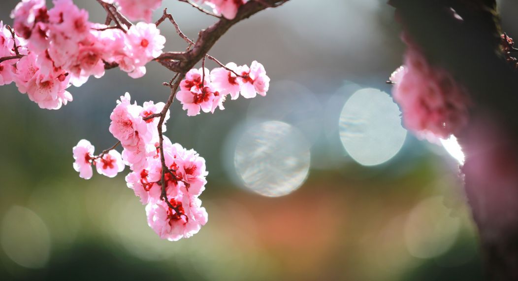 spring blooms on campus