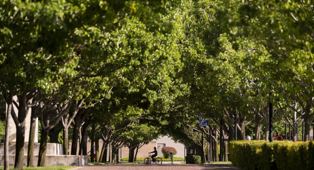 walkway with trees